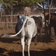 A painted “eye-cow” in the Okavango delta region in Botswana